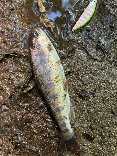 ヤマメの釣果