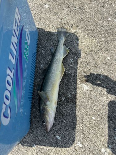 コマイの釣果