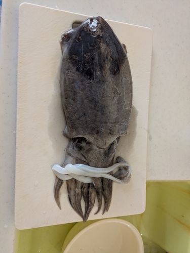 モンゴイカの釣果