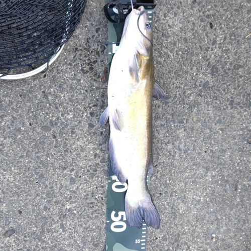 アメリカナマズの釣果