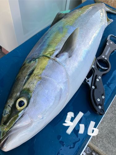 ワラサの釣果
