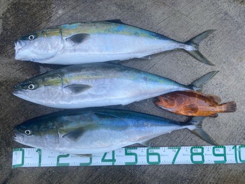 ブリの釣果