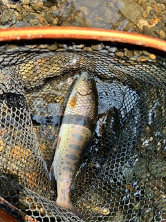 ヤマメの釣果