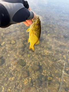 スモールマウスバスの釣果