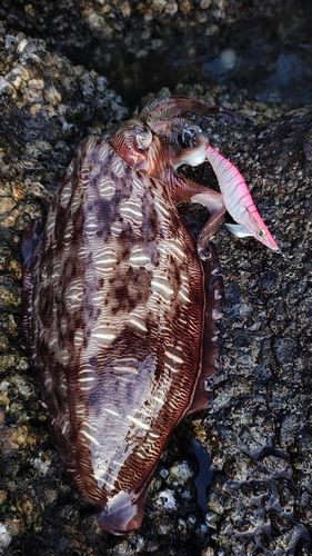 モンゴウイカの釣果