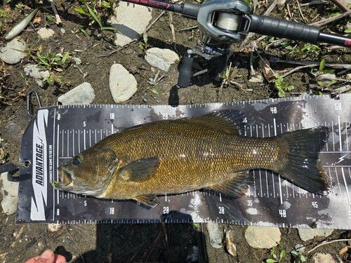 スモールマウスバスの釣果