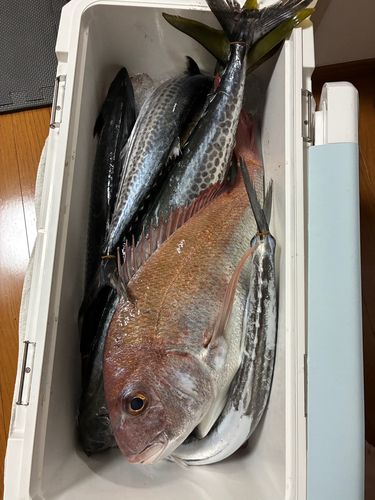 サワラの釣果