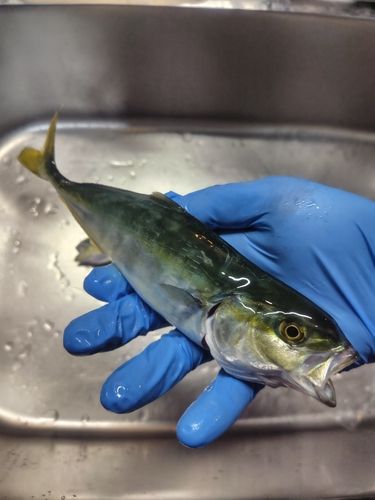 ワカシの釣果