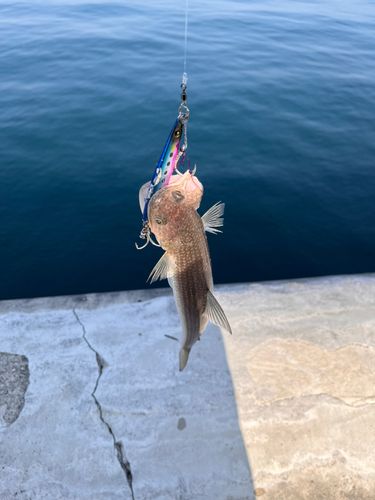 エソの釣果