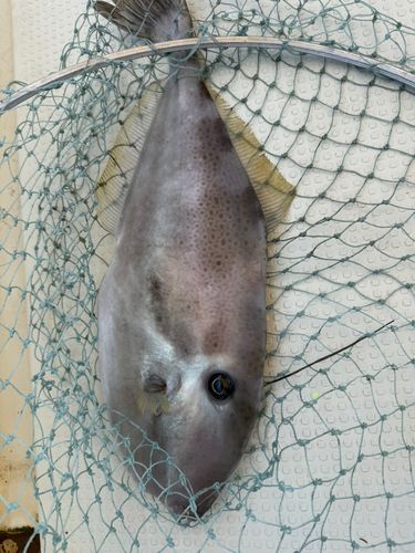 ウスバハギの釣果