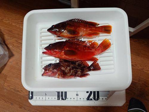 アカハタの釣果