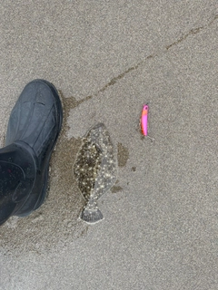 ソゲの釣果