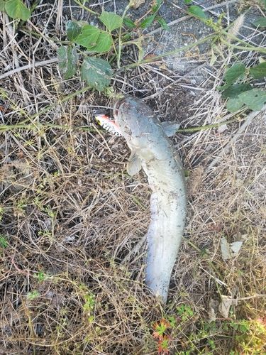 ナマズの釣果