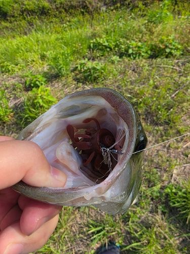 ブラックバスの釣果