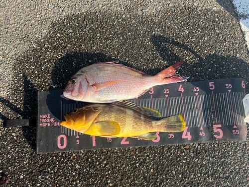 アオハタの釣果