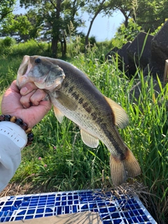 ラージマウスバスの釣果