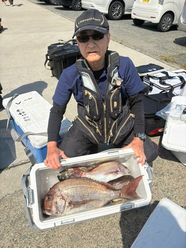 グレの釣果