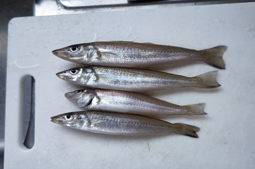 キスの釣果