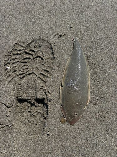 シタビラメの釣果