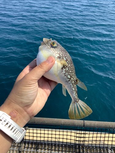 クサフグの釣果