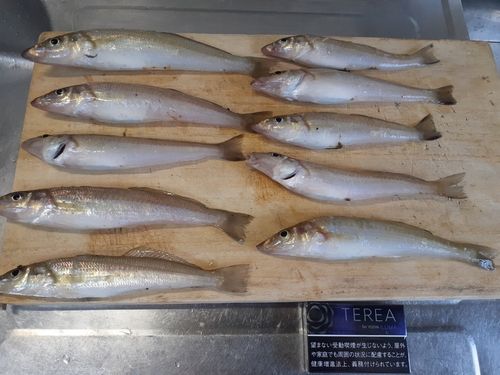 キスの釣果