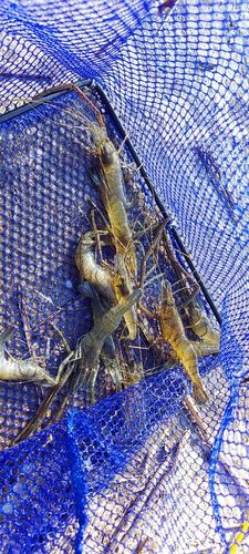 テナガエビの釣果