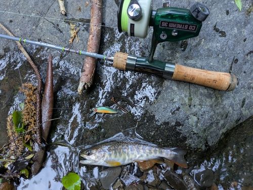 アマゴの釣果
