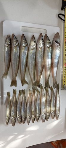 キスの釣果
