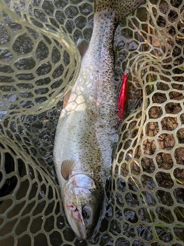 ニジマスの釣果