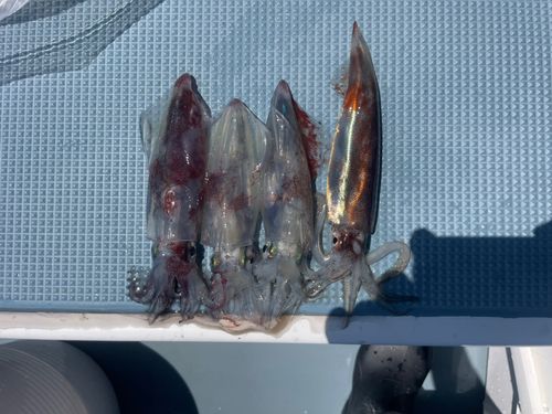 マルイカの釣果