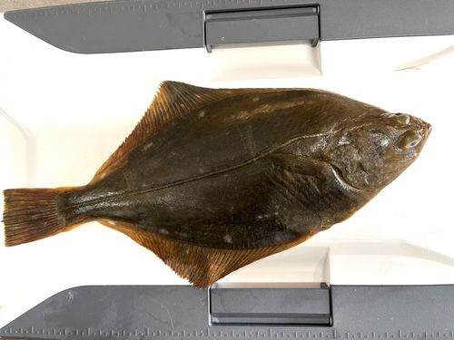イシガレイの釣果