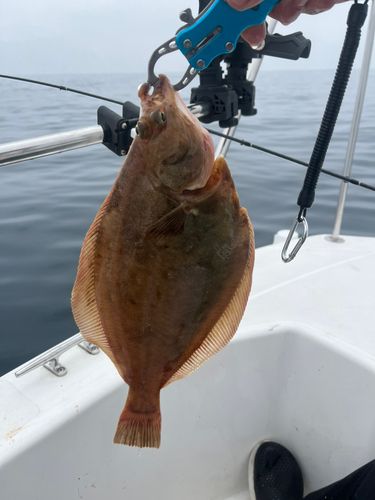 マガレイの釣果