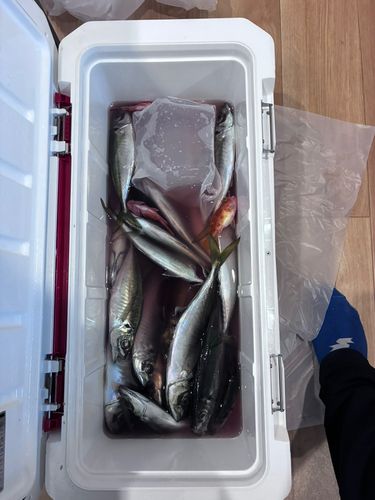 マアジの釣果