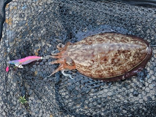 モンゴウイカの釣果