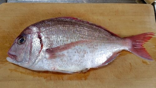 マダイの釣果