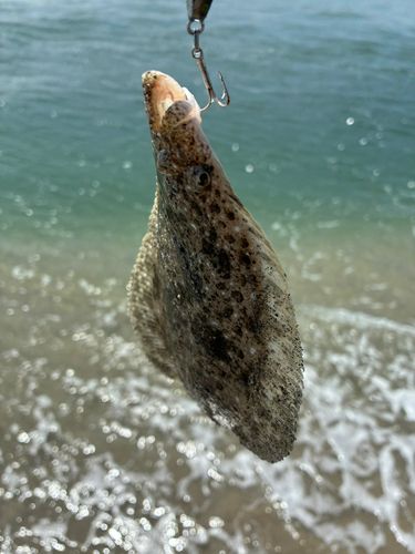イナダの釣果
