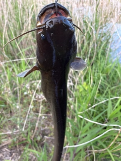 アメリカナマズの釣果