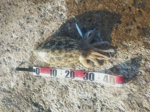 コウイカの釣果