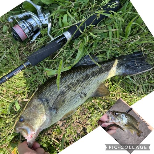 ブラックバスの釣果