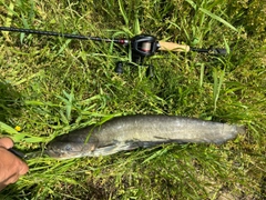 ナマズの釣果