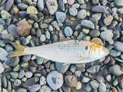 コノシロの釣果