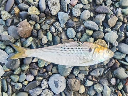 コノシロの釣果