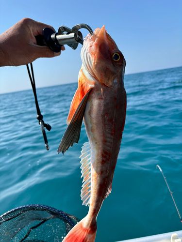 ホウボウの釣果