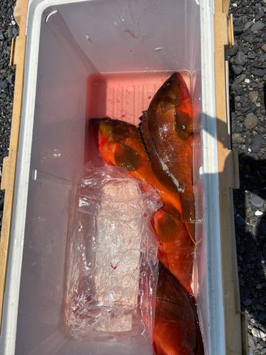 アカハタの釣果