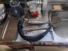 ムロアジの釣果