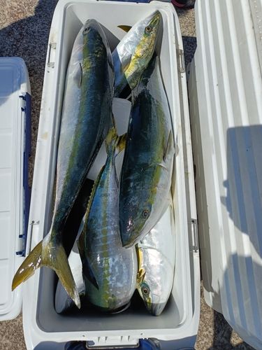 ブリの釣果
