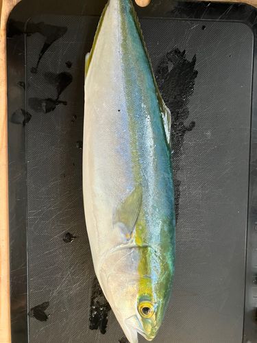 ワカシの釣果