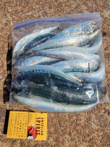 マイワシの釣果