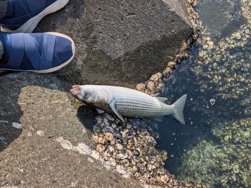 ボラの釣果
