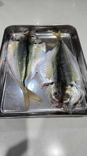 マアジの釣果